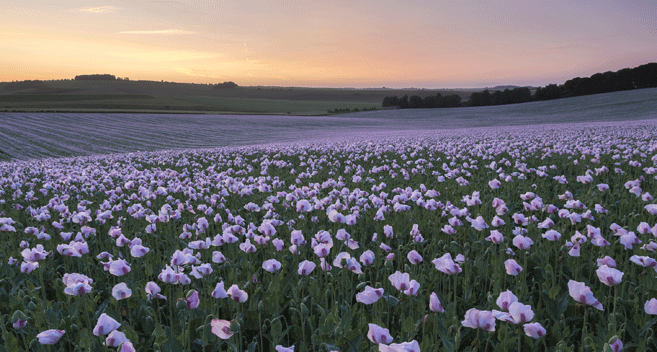 Pink Opium poppies field 