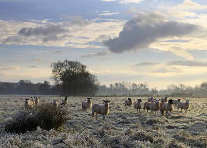 A field of sheep