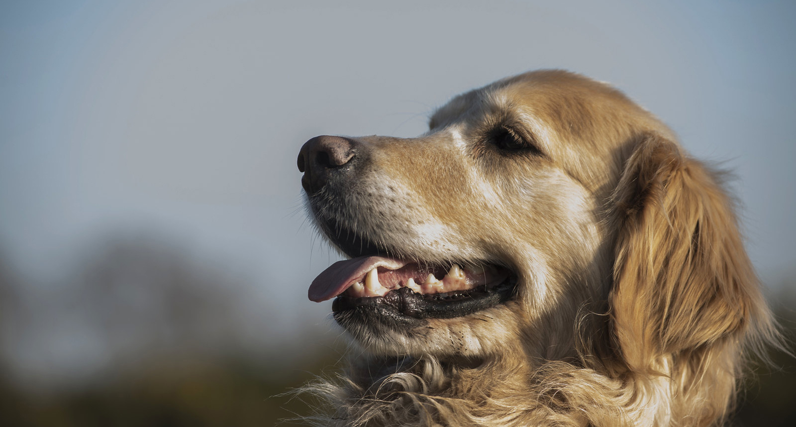 37 Excited Dog Friendly Places To Stay In Wiltshire Picture 4K Uk 