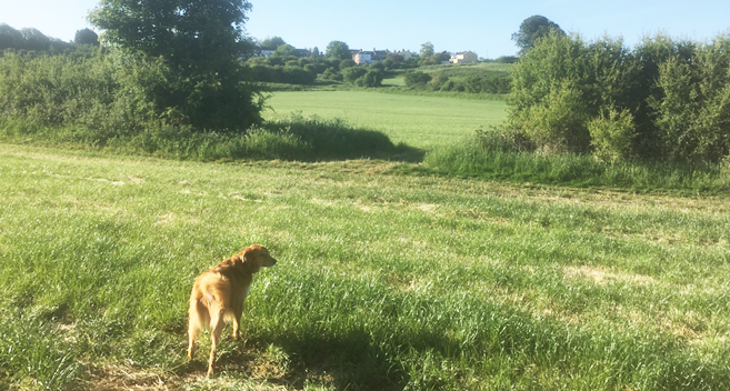 Allison's dog in the Wiltshire countryside