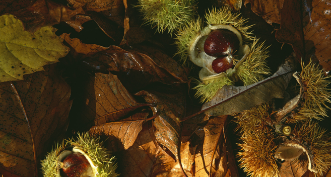 conkers on the ground