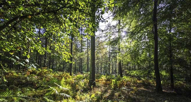 Bedwyn Common