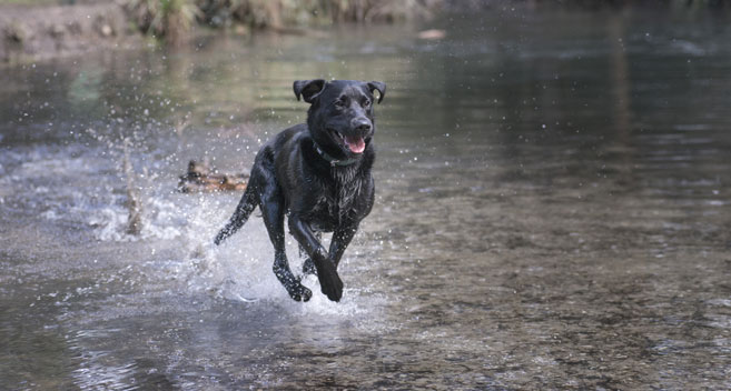 dog walks with water near me