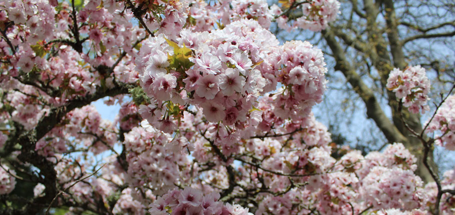 Blossom, Iford Manor