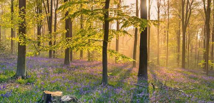 Bluebells in Wiltshire