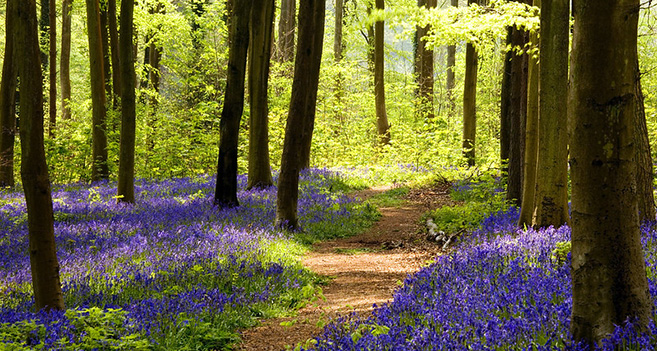 Bluebells