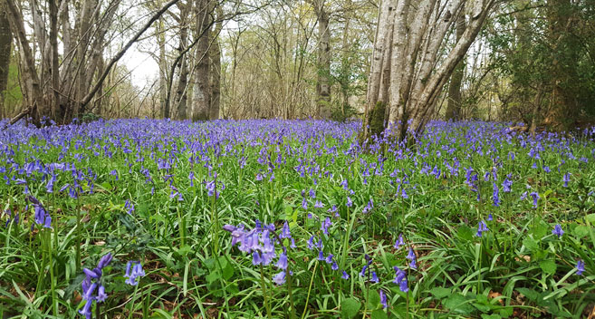 Bluebells, Grovely Woods