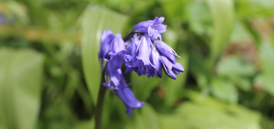 Bluebells