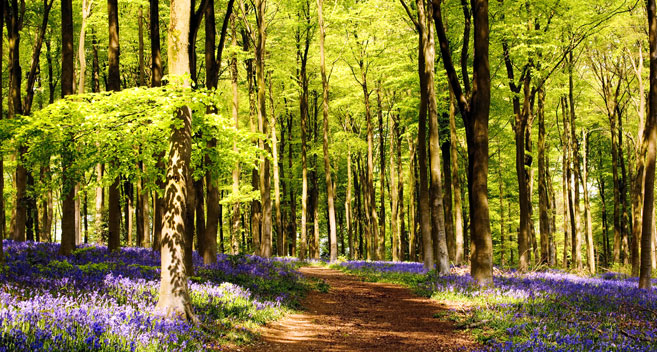 Bluebells at West Woods