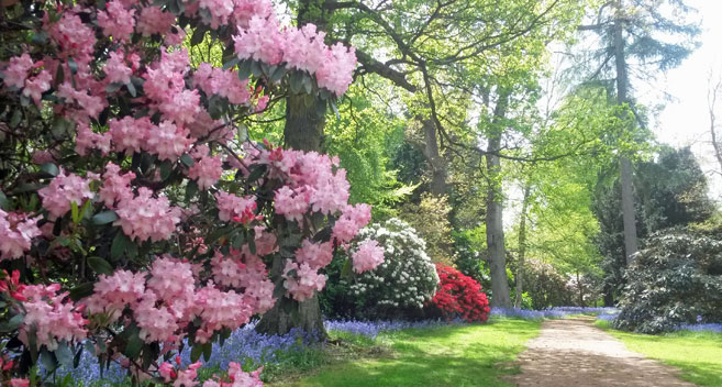 Bowood Woodland Gardens