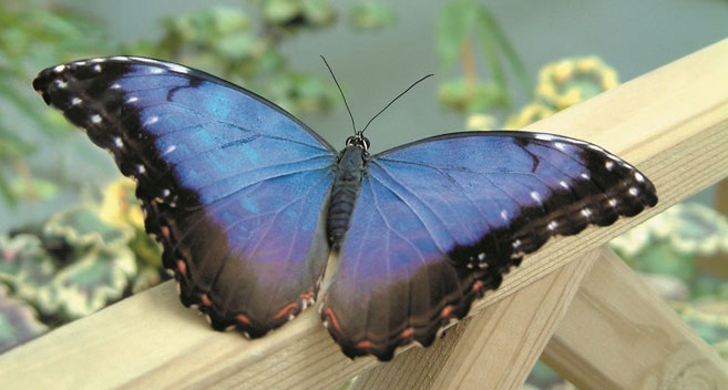 Butterfly at Studley Grange