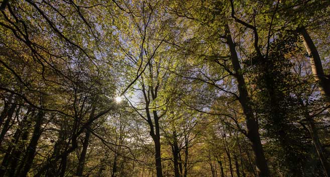 Colham Wood