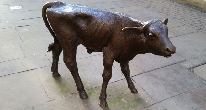 Calf, Borough Parade