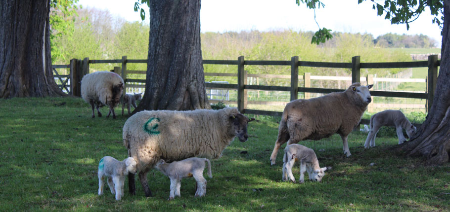 Church Farm