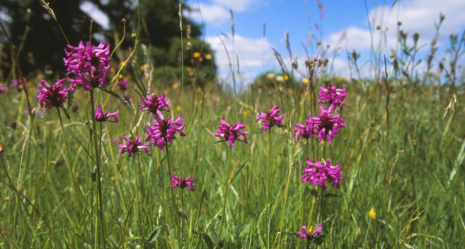 Cloatley Meadows (C) David Kjaer