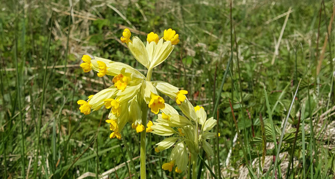 Cowslip