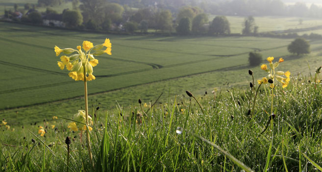 Cowslips