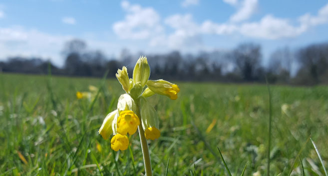 Cowslips