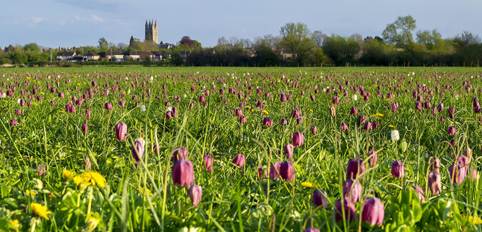 Cricklade North Meadow