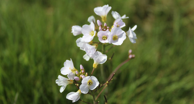 Cuckoo flower