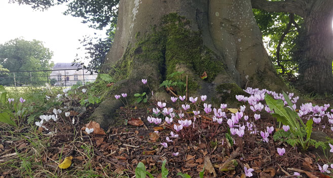 Cyclamens, Lacock