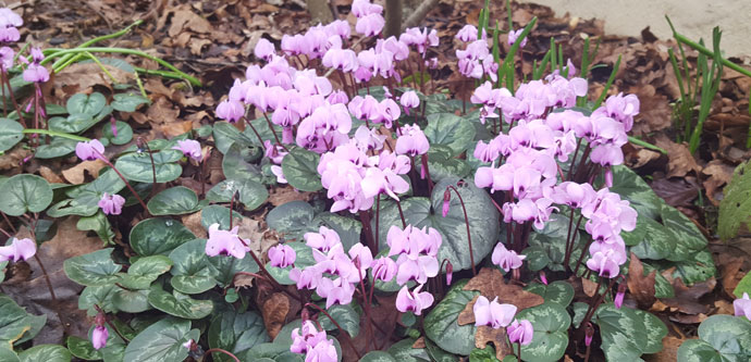 Cyclamens