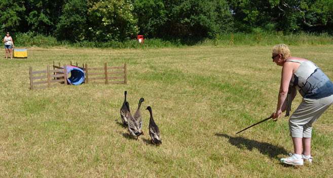 Duck herding, Bowood