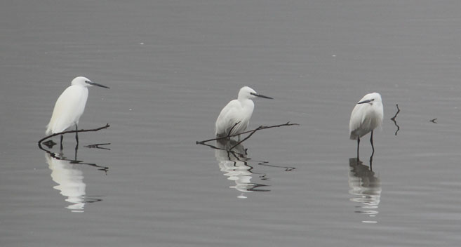 Egrets, Fonthill Lake