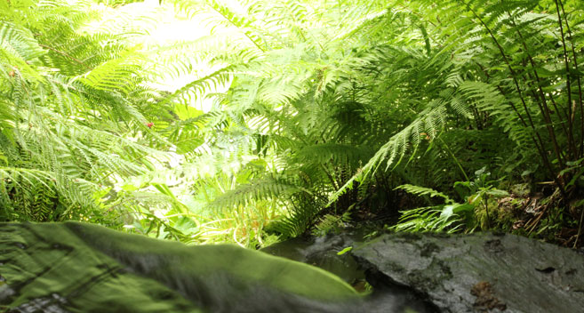 Ferns, Larmer Tree