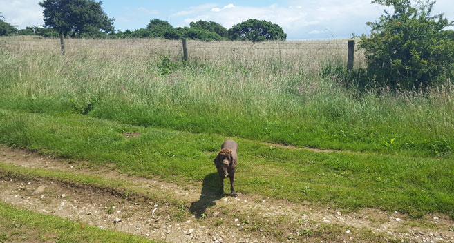 Furla on The Ridgeway, Wiltshire