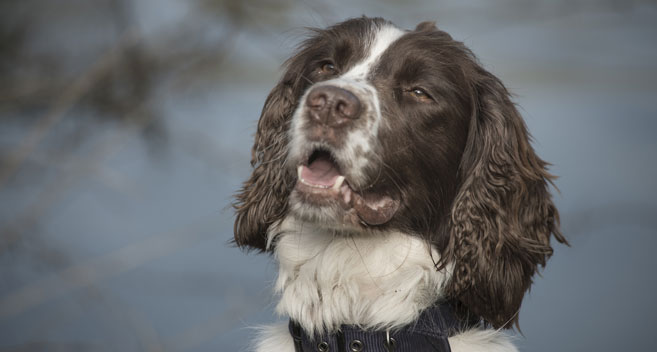 George at Bradford on Avon