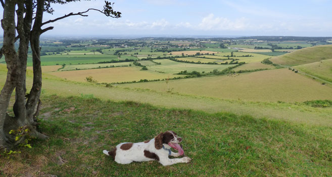 George at Roundway Down