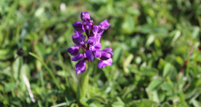 Green Veined Orchid