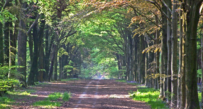 Grovely Woods, Wilton