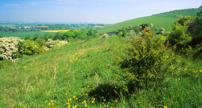 Ham Hill (C) Steve Day