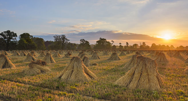 Harvest time, Wiltshire