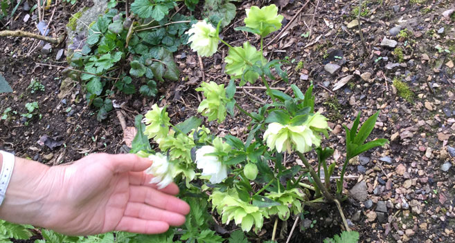 Hellebores