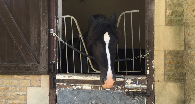 Resident horse, Great Chalfield Manor