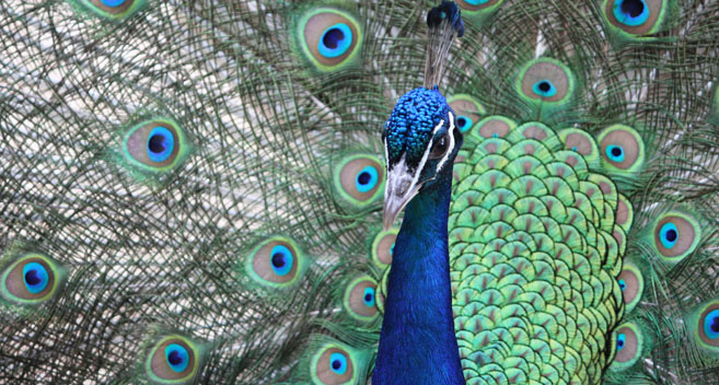 Larmer Tree peacock