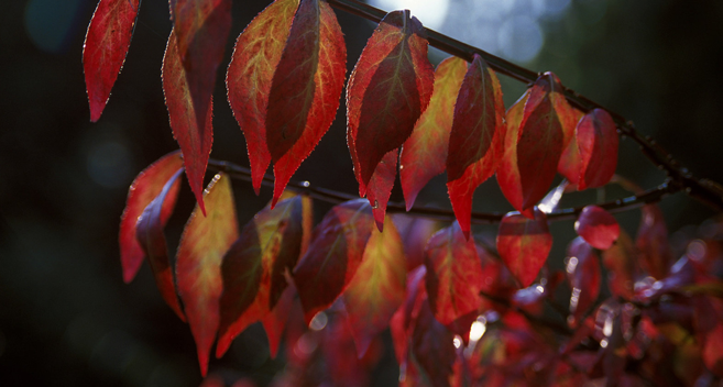 Red leaves at Westonbirt Arboretum
