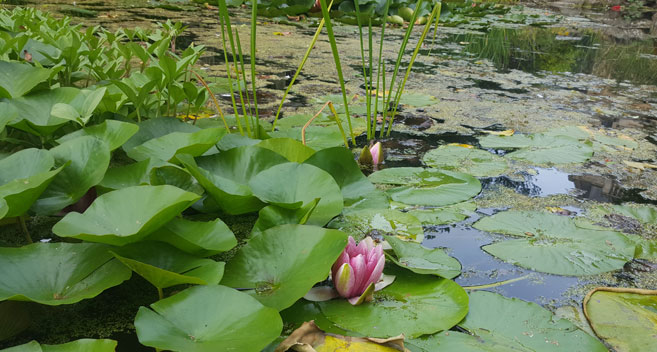Lily pad, Trowbridge Sensory Garden