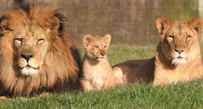 Lions of Longleat