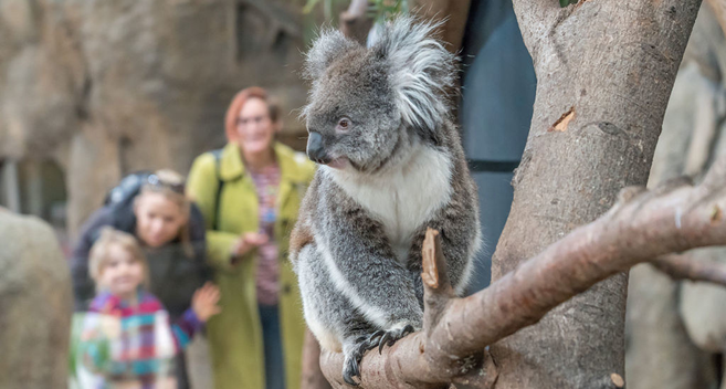 family with two women and children looking at koala