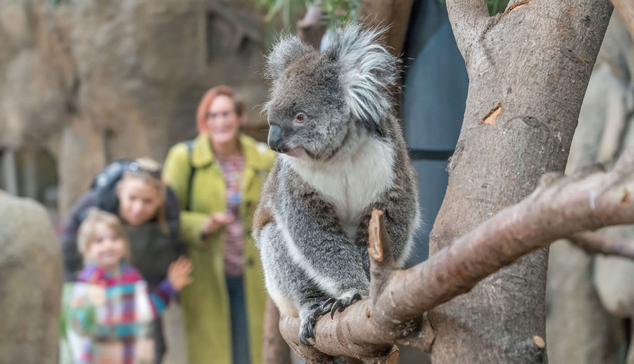 Family watching a koala at Longleat zoo