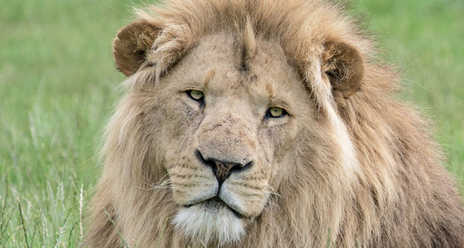 Longleat lion