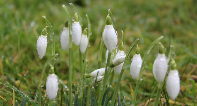 Lydiard Park snowdrops