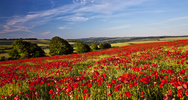 Marlborough Downs