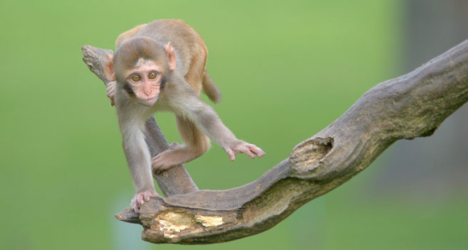 Monkey at Longleat