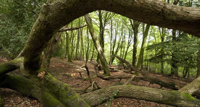 New Forest