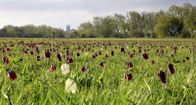 North Meadow, Cricklade